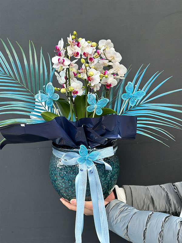 Bella Belissimo Orkide Beyaz