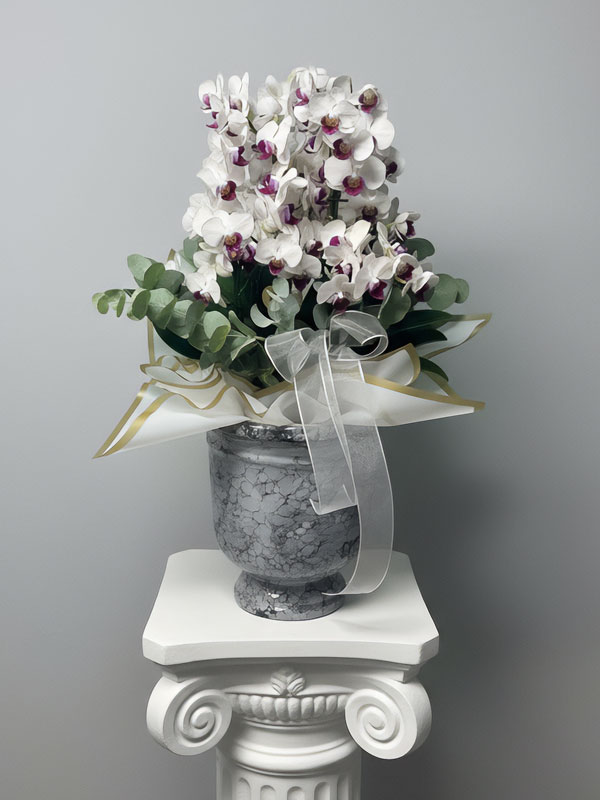 Beyaz Belissimo Orkide