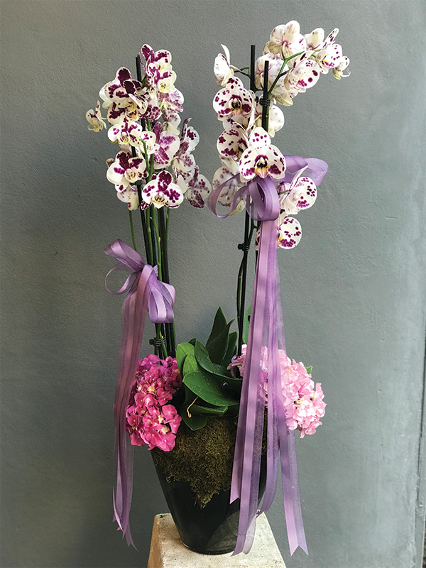 Beyaz & Mor Dendrobium Orkide