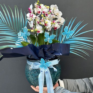 Bella Belissimo Orkide Beyaz