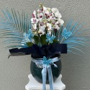 Bella Belissimo Orkide Beyaz