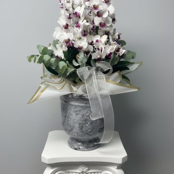 Beyaz Belissimo Orkide