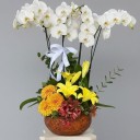 Beyaz Orkide Dizayn Çiçek