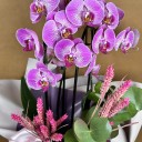 Orkide Pembe