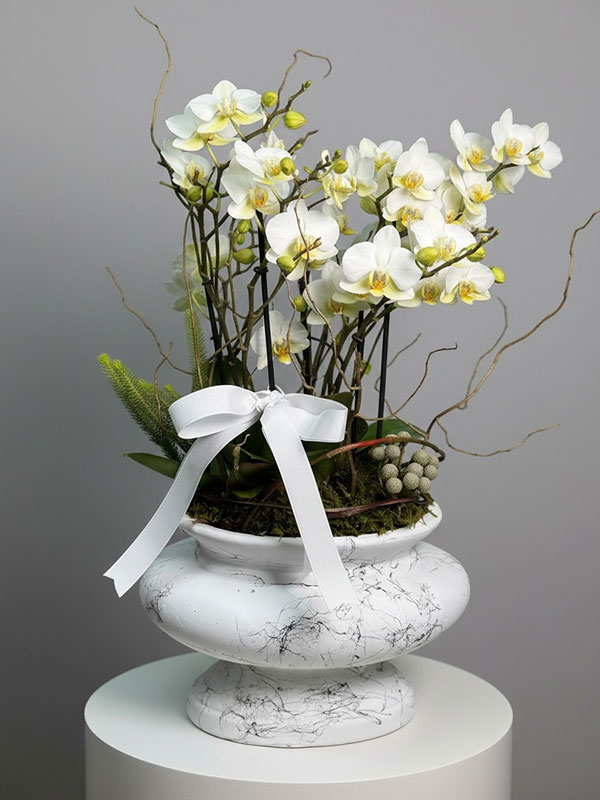 Diva Beyaz Belissimo Orkide