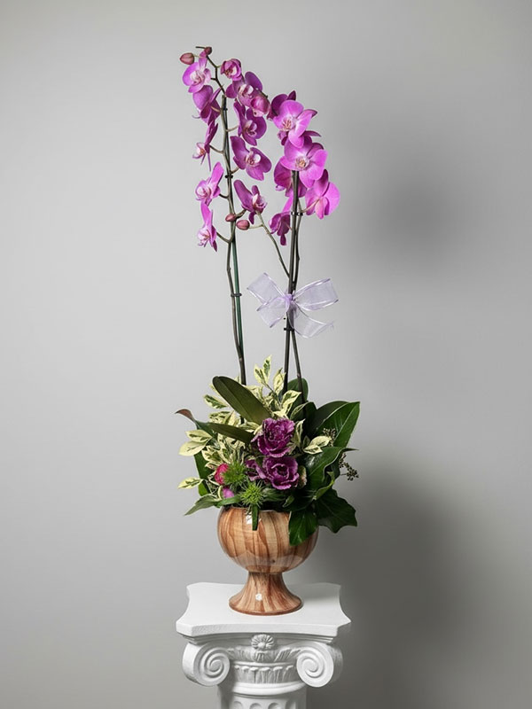 Fuşya Pembe Orkide Çiçek