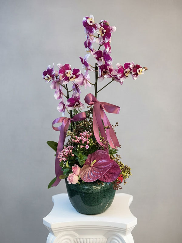 Lita Puantiyeli Orkide