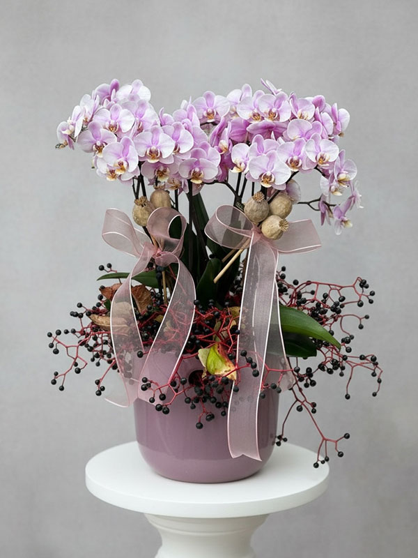 Soft Belissiomo Orkide