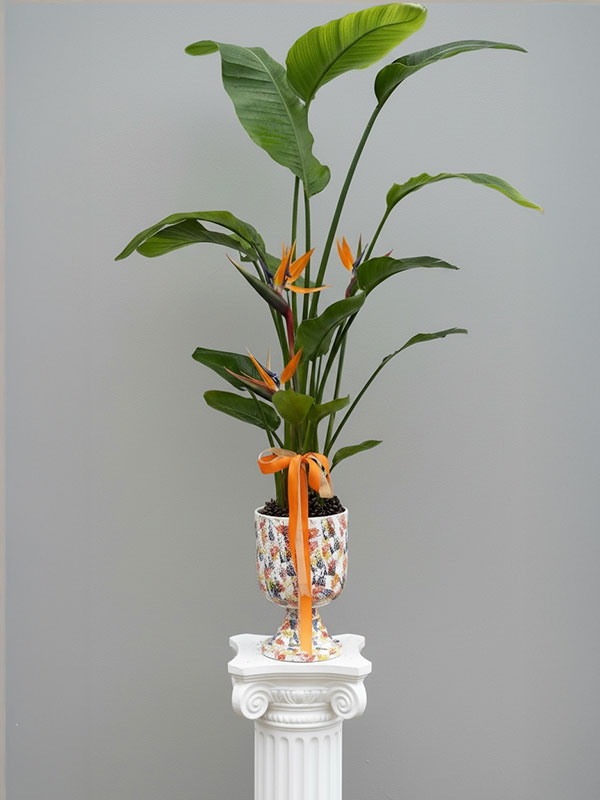 Starliçe Salon Bitkisi