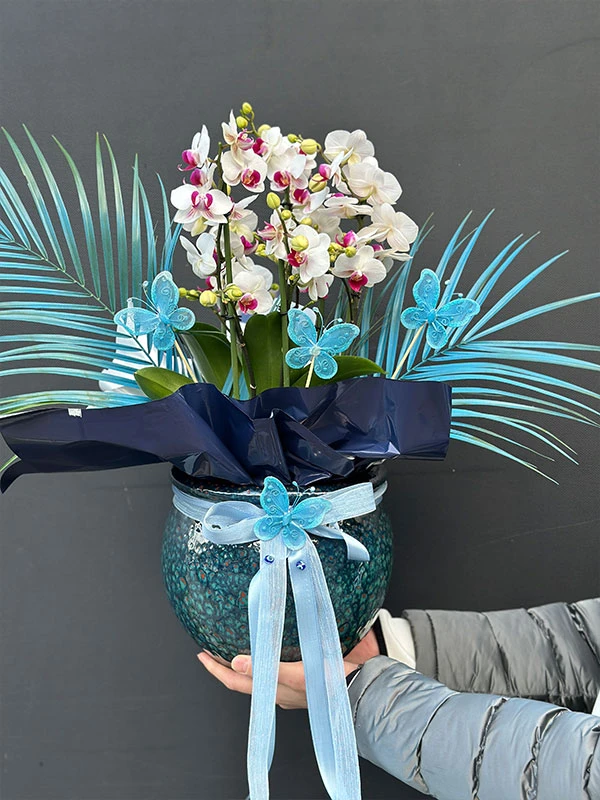 Bella Belissimo Orkide Beyaz