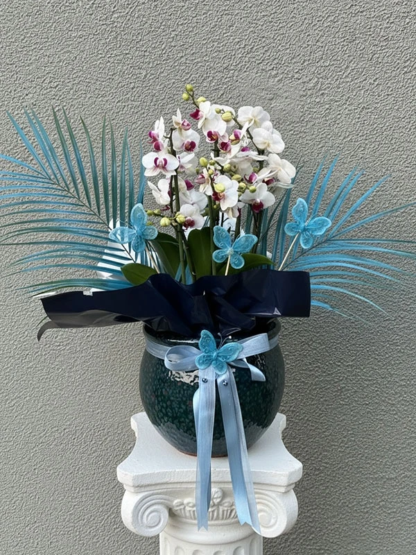 Bella Belissimo Orkide Beyaz