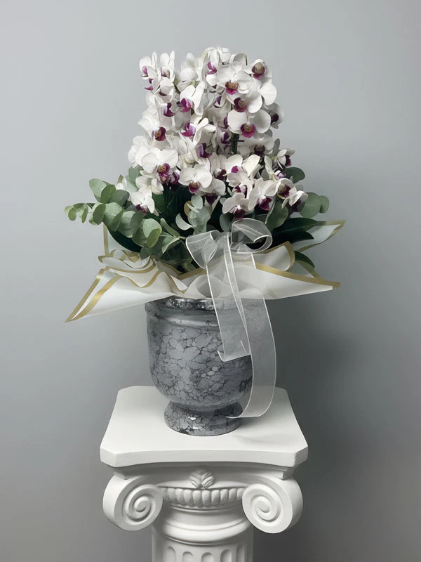 Beyaz Belissimo Orkide