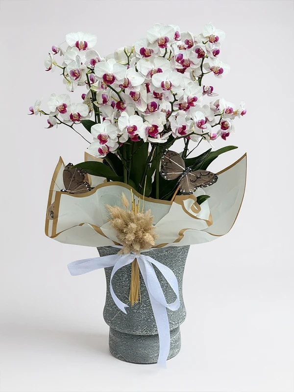 Beyaz Belissimo Orkide