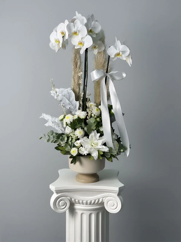 Beyaz Çift Dal Orkide