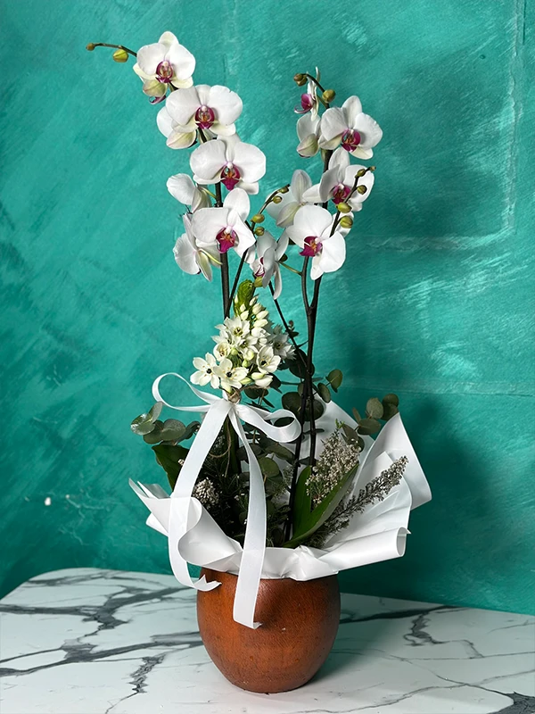 Beyaz Desenli Orkide