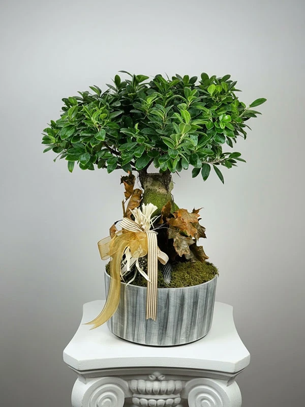 Bonsai ağacı