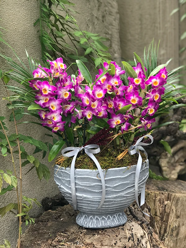 Mor Dendrobium Orkide