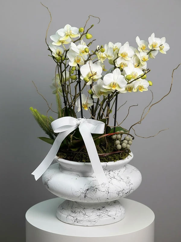 Diva Beyaz Belissimo Orkide