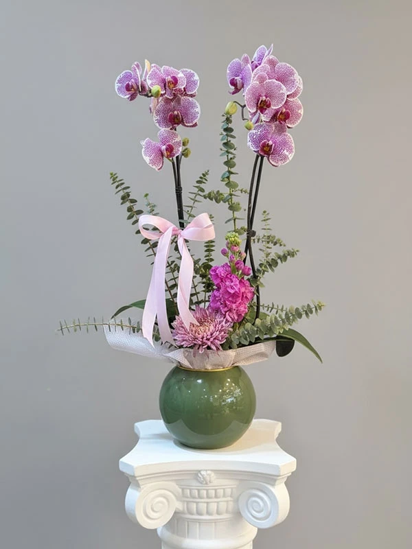 Freya Çift Dal Orkide