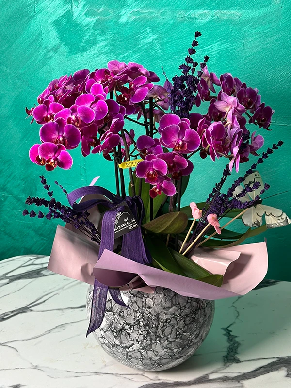 Fuşya Belissimo Orkide