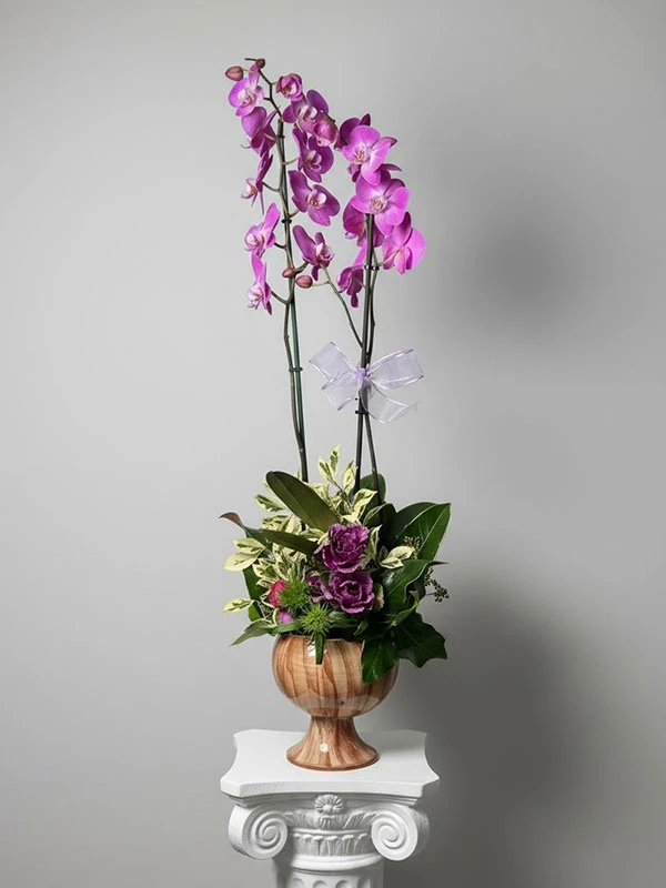 Fuşya Pembe Orkide Çiçek
