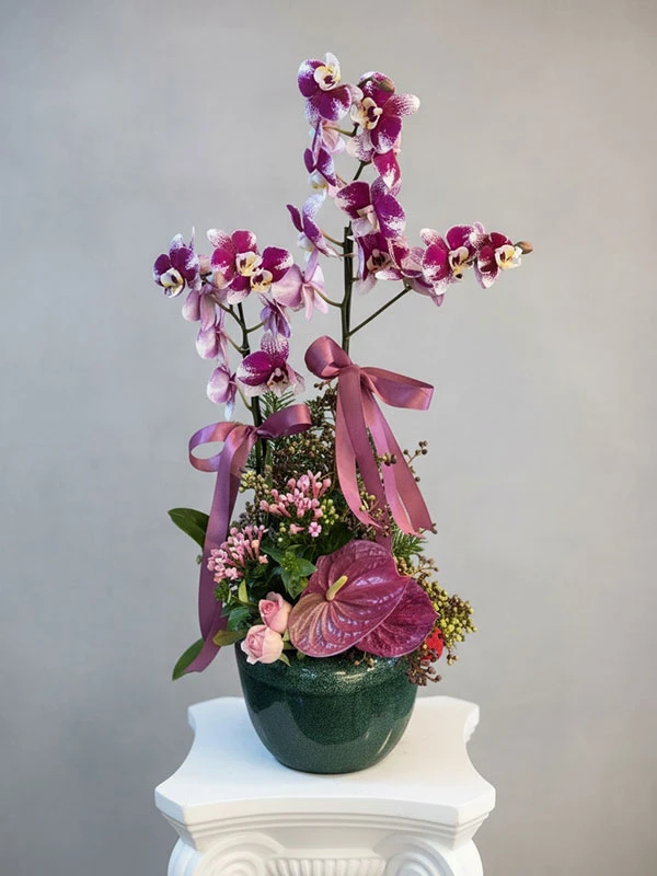 Lita Puantiyeli Orkide