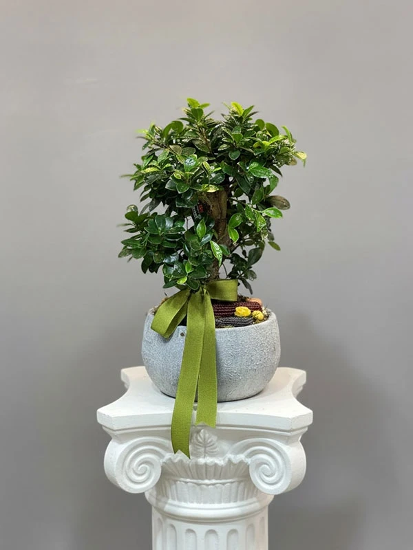 Minyatür Bonsai Ağacı
