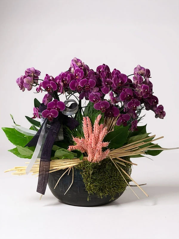 Mor Belissimo Orkide