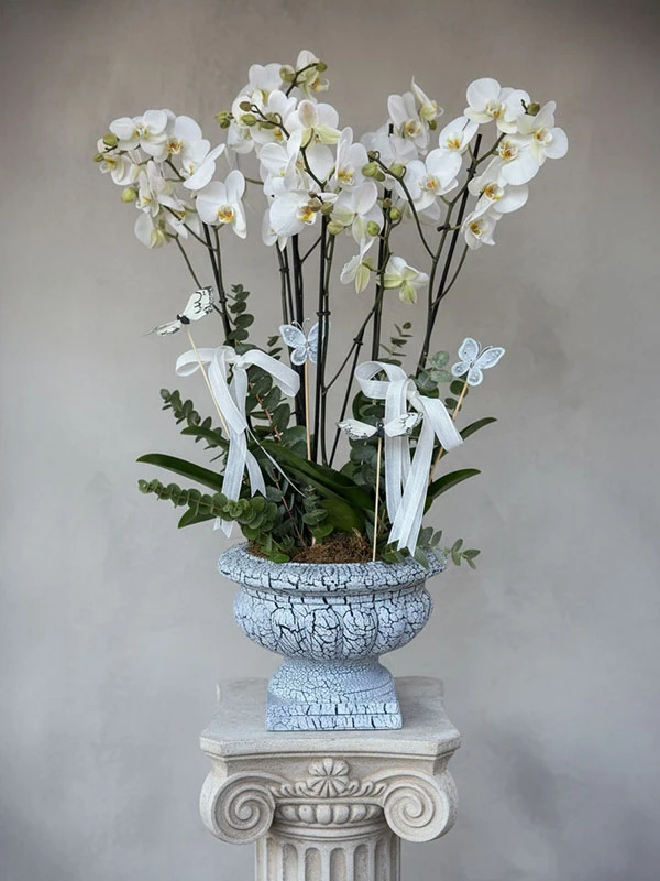 Nola Beyaz Orkide