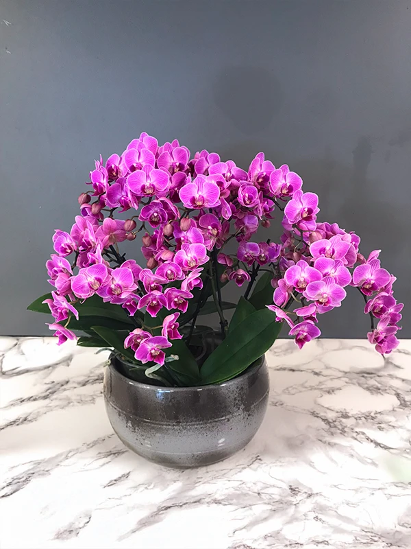 Pembe Belissimo Orkide