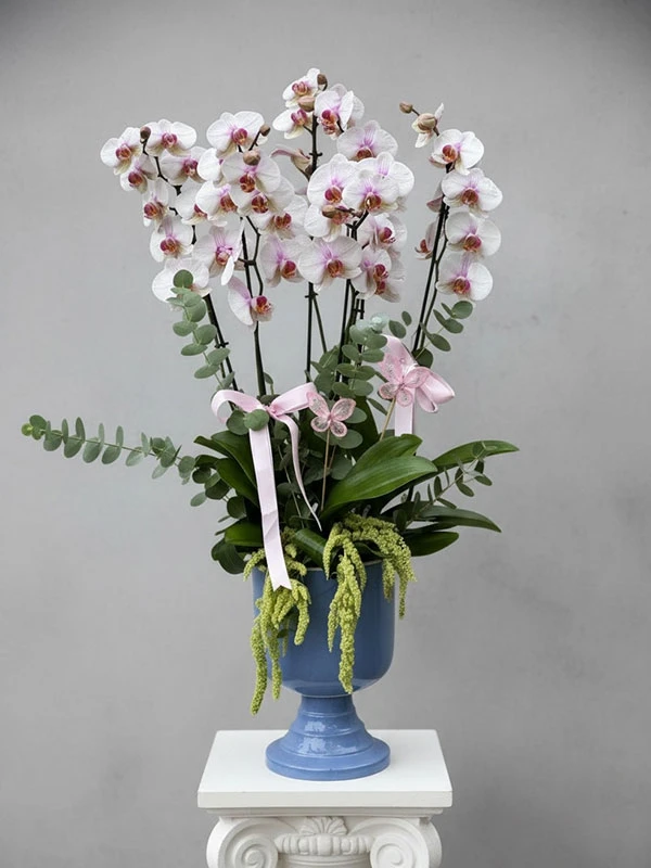 Season Orkide Çiçek