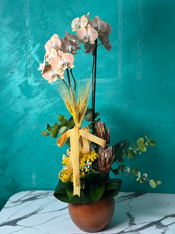 Somon Çift Dal Orkide