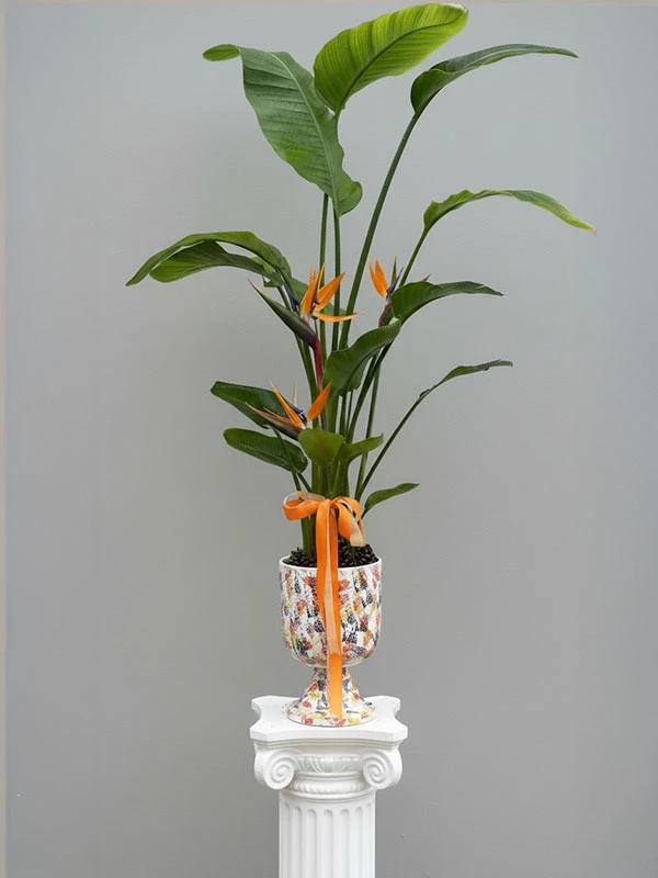 Starliçe Salon Bitkisi